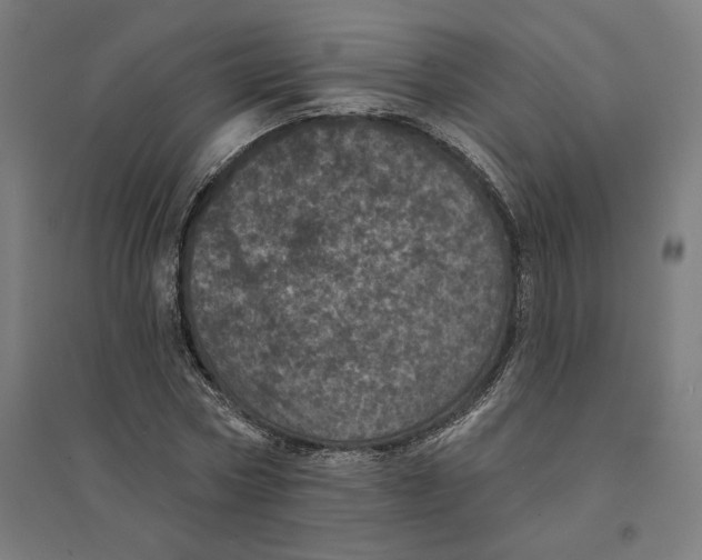 X0000094440778200712061137