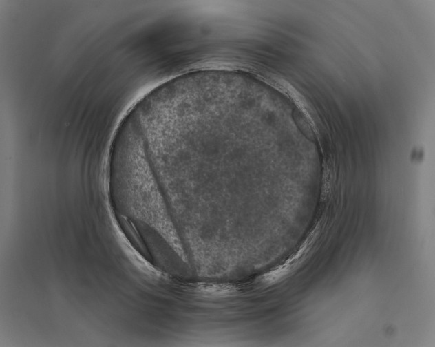 X0000094440795200712061136