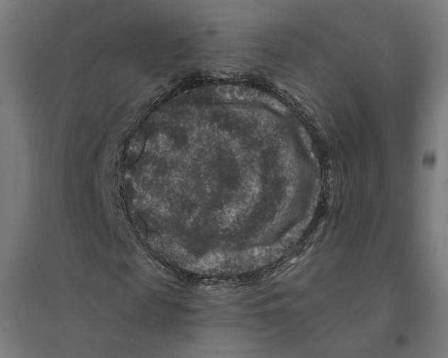 X0000094440817200712061135