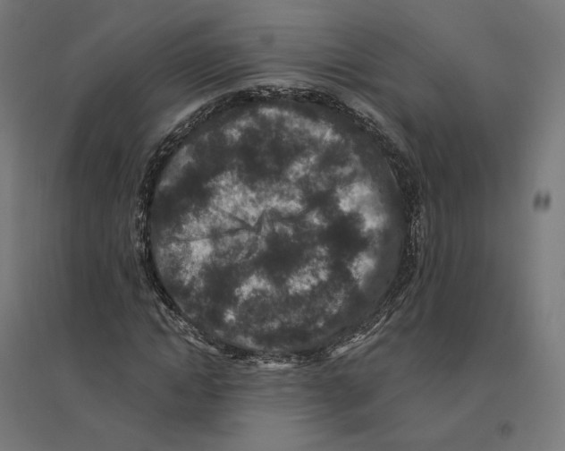 X0000094440822200712061135