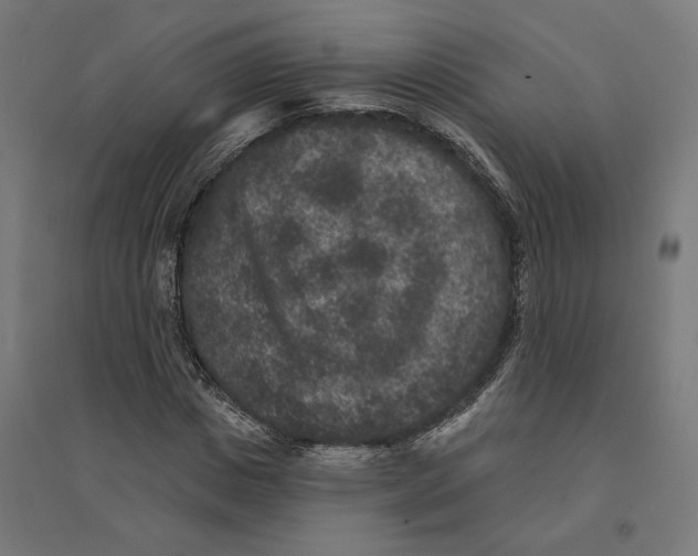 X0000094440825200712061135