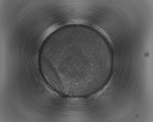 X0000094440826200712061135