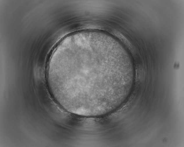 X0000094440828200712061135