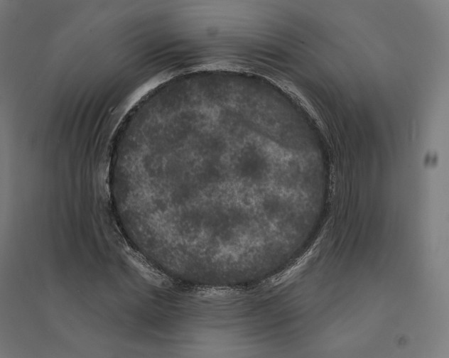 X0000094440830200712061135