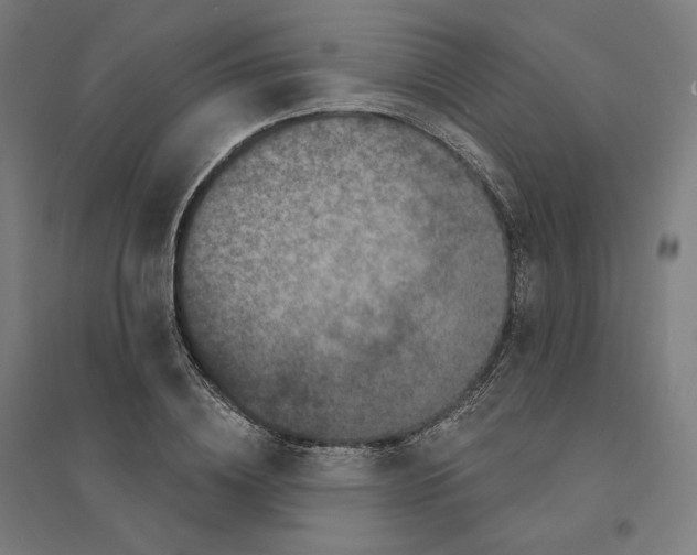 X0000094440836200712061136