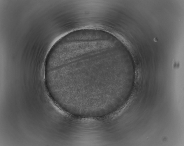 X0000094440838200712061136