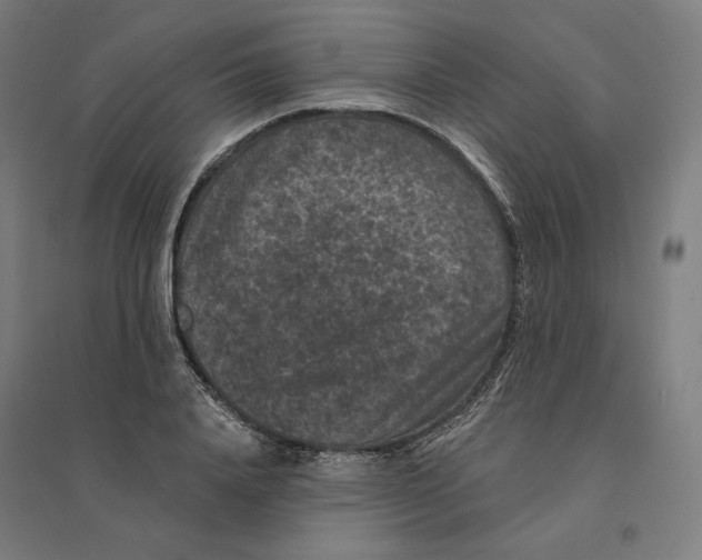 X0000094440840200712061136