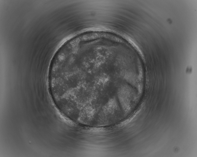 X0000094440845200712061136