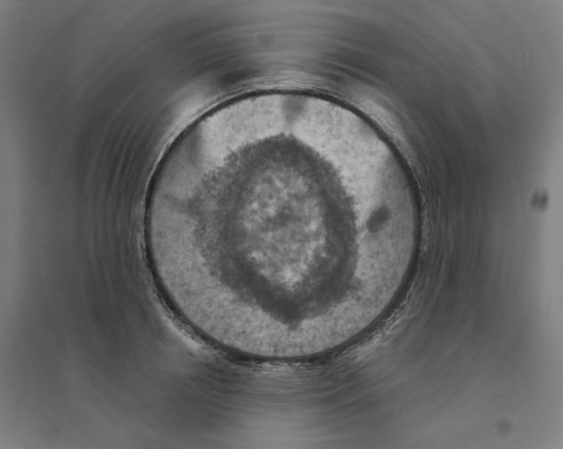 X0000094440850200712061136