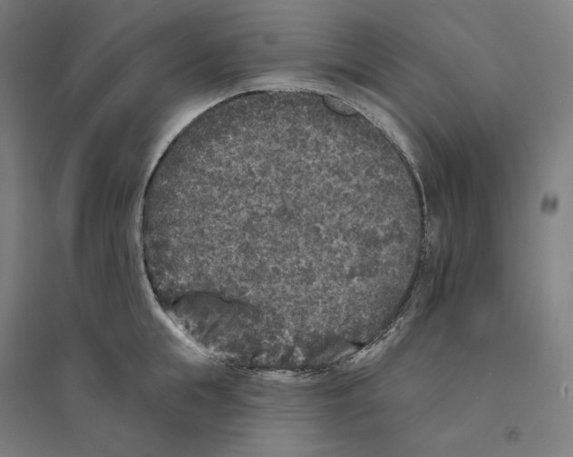 X0000094440855200712061136