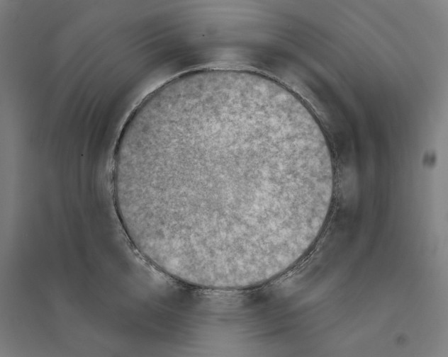 X0000094440856200712061136