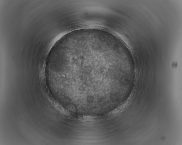 X0000094440875200712061135