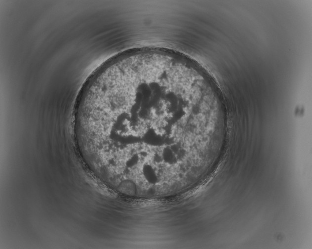 X0000094440879200712061135