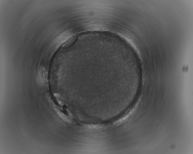 X0000094440881200712061135