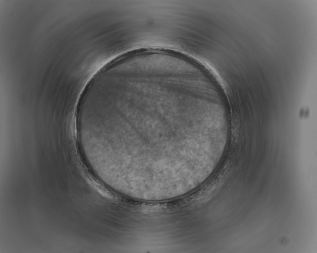 X0000094440887200712061135