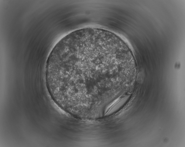 X0000094440903200712061135