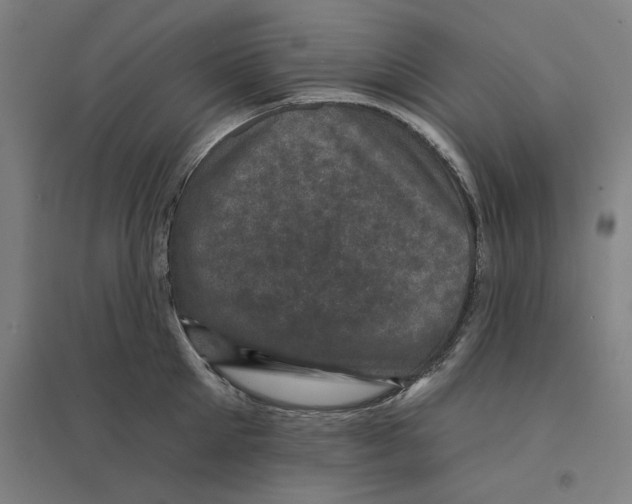 X0000094440905200712061135