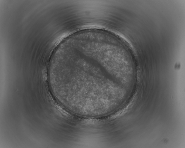 X0000094440929200712061134