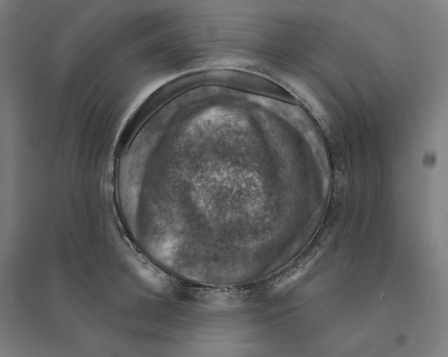 X0000094440948200712061134