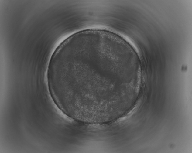 X0000094440959200712061134