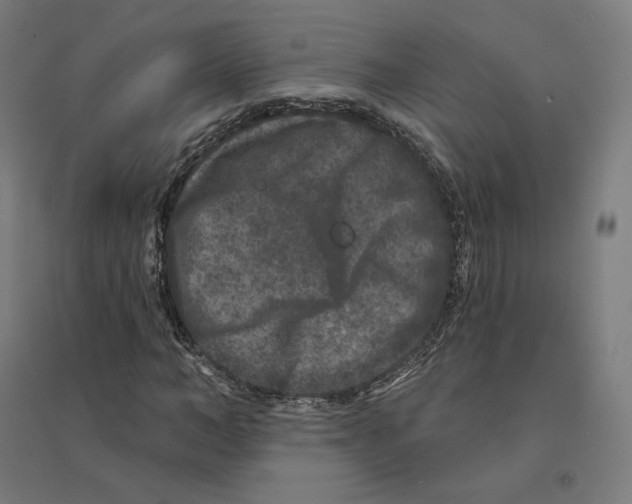 X0000094440966200712061134