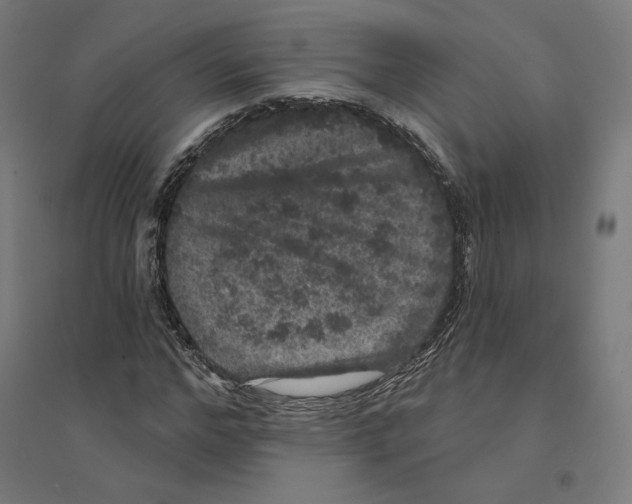 X0000094440968200712061134