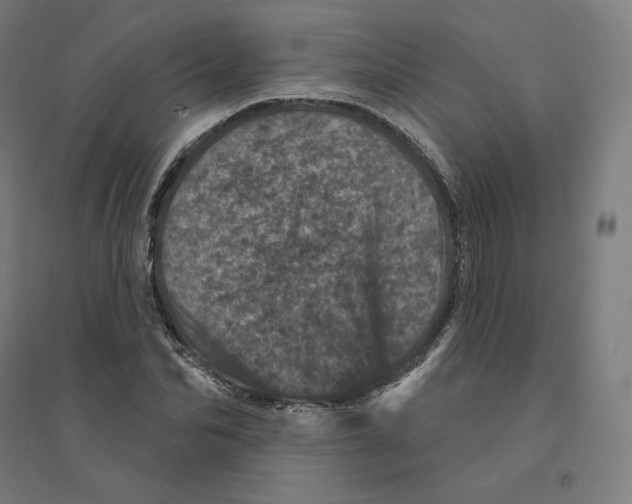 X0000094440974200712061134