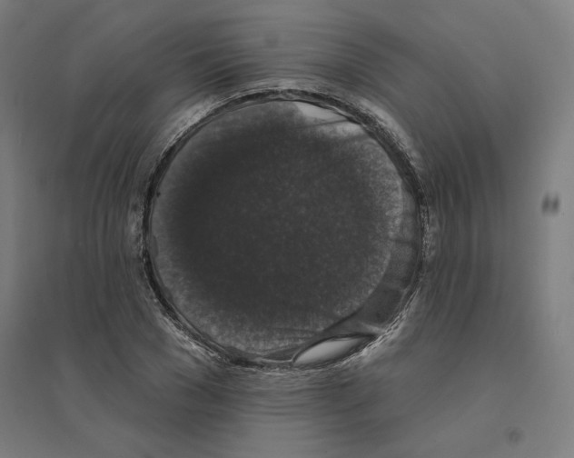 X0000094440977200712061134