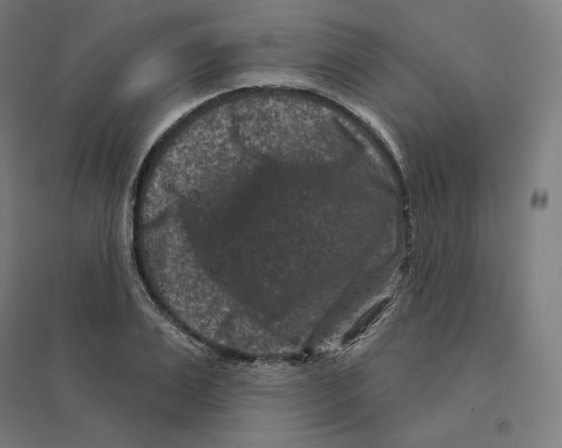 X0000094440983200712061134