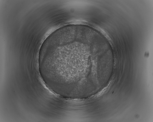 X0000094440986200712061133