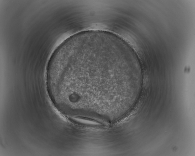 X0000094440990200712061133