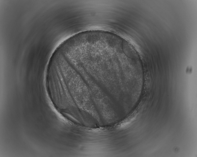 X0000094440991200712061133