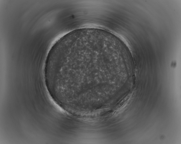 X0000094440995200712061133