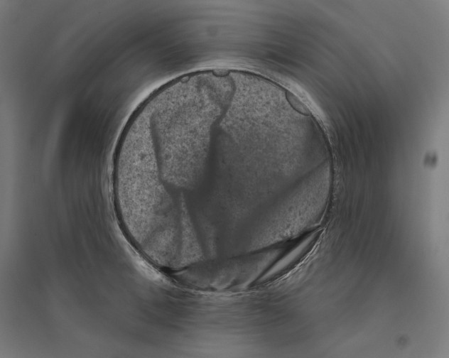 X0000094440996200712061133