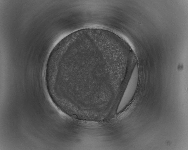 X0000094441007200712061133