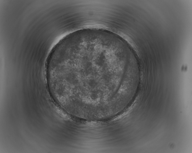 X0000094441022200712061133