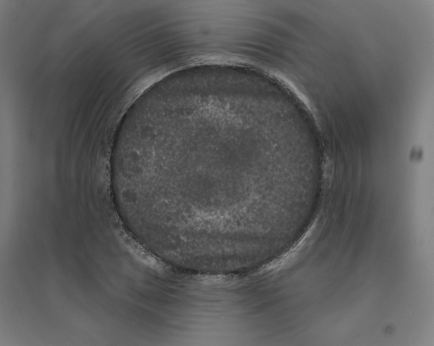 X0000094441025200712061133