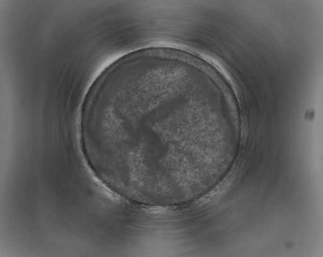 X0000094441048200712061133