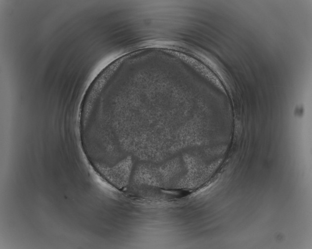 X0000094441050200712061133