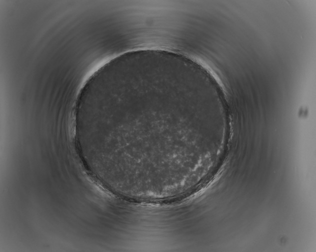 X0000094441069200712061132