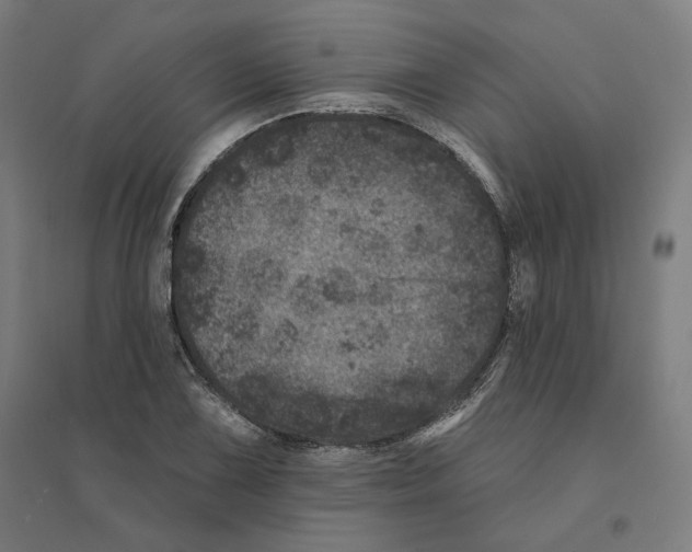 X0000094441075200712061132