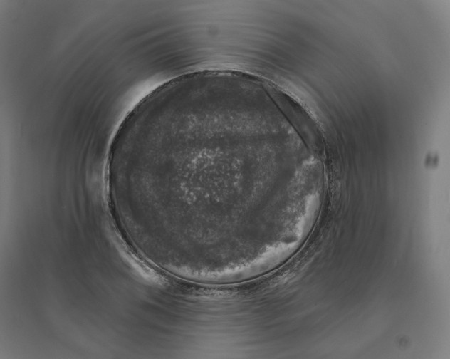 X0000094441076200712061132