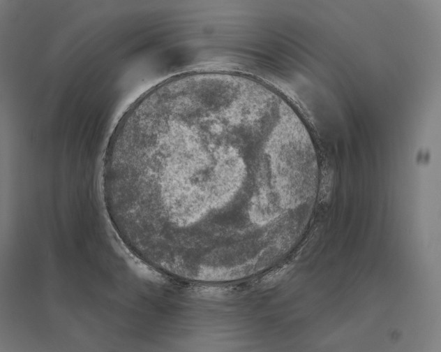 X0000094441086200712061132