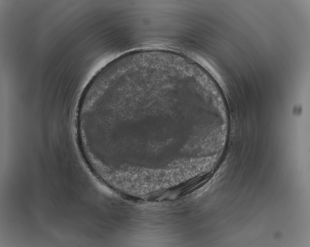 X0000094441093200712061132