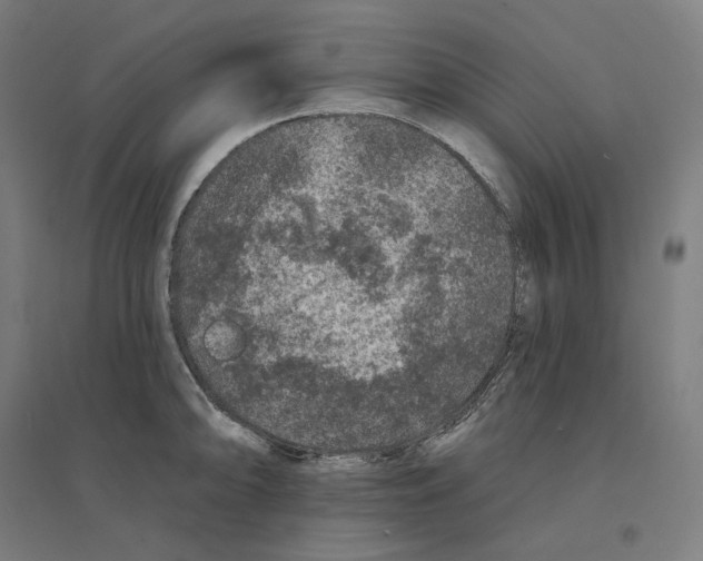 X0000094441094200712061132