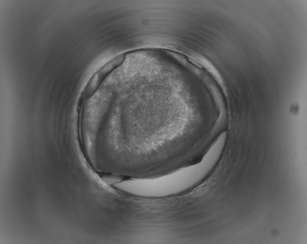 X0000094441096200712061132