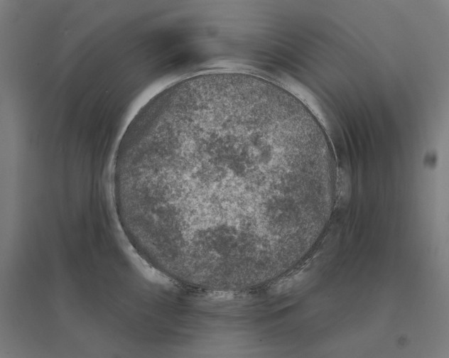 X0000094441098200712061132