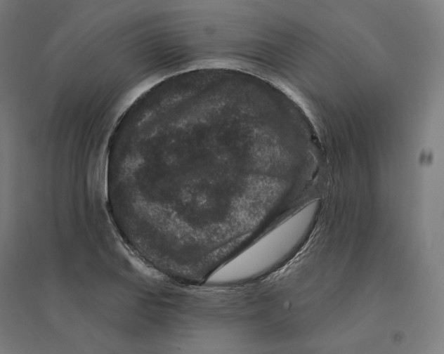 X0000094441127200712061131