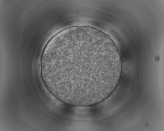 X0000094441150200712061131