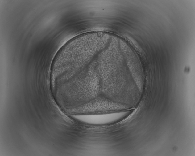 X0000094441178200712061130